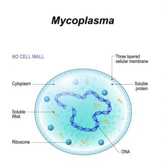 マイコプラズマ細胞
