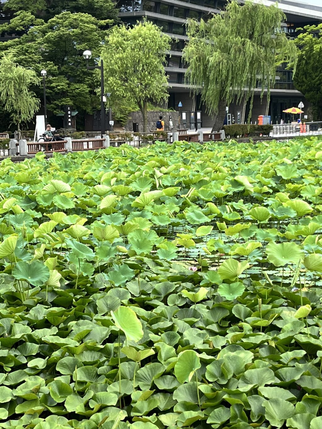 秋田芸術劇場ミルハスのお堀